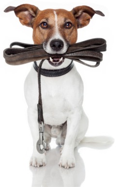 Adestramento de Cães